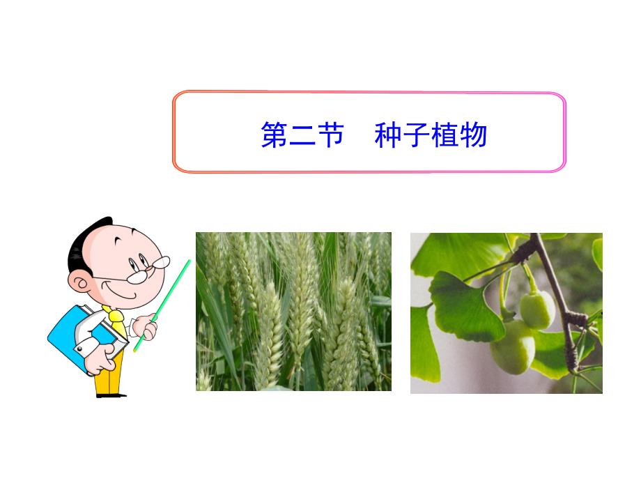 2013年秋 七年级生物上册第二节 种子植物_第1页