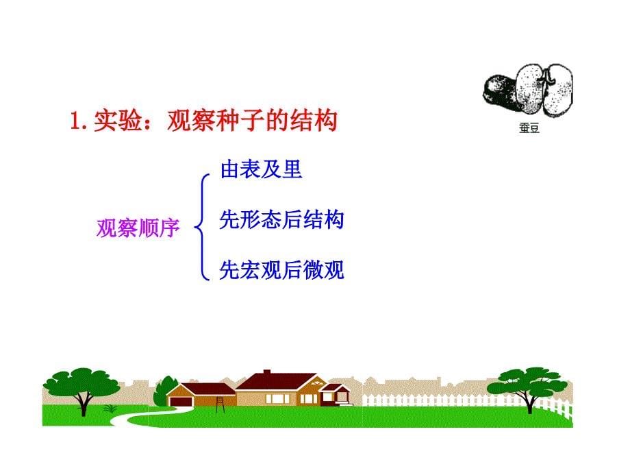 2013年秋 七年级生物上册第二节 种子植物_第5页