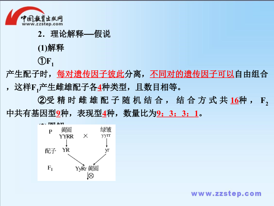 2013届高考生物总复习一轮课件：必修2 1.2孟德尔的豌豆杂交实验(二)_第3页