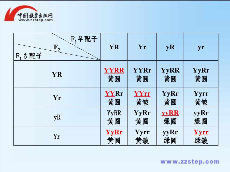 2013届高考生物总复习一轮课件：必修2 1.2孟德尔的豌豆杂交实验(二)_第4页