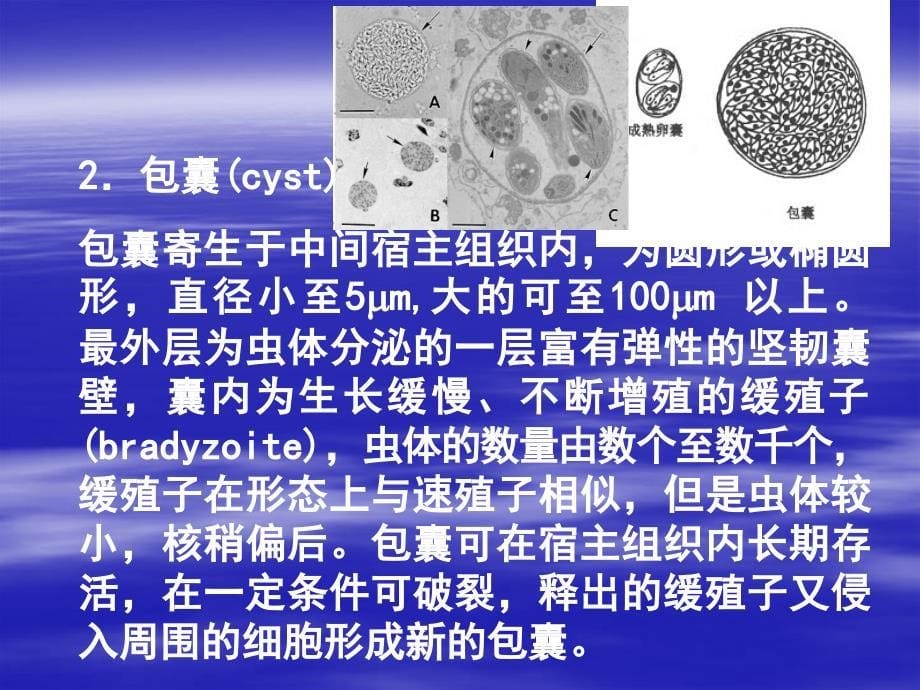 刚地弓形虫（toxoplasma gondii）_第5页