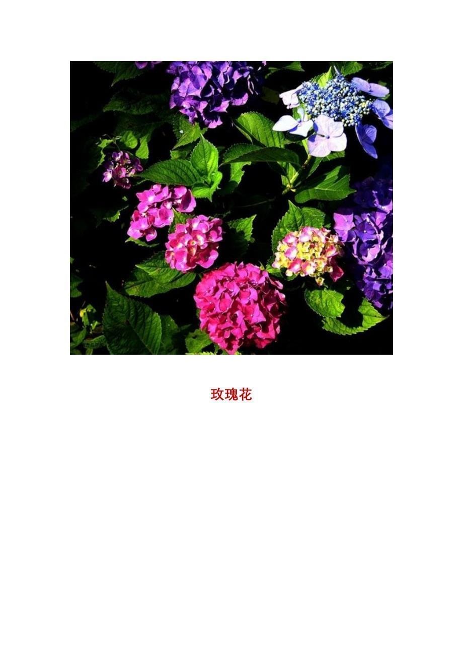 七十二种漂亮的花 2012_第5页