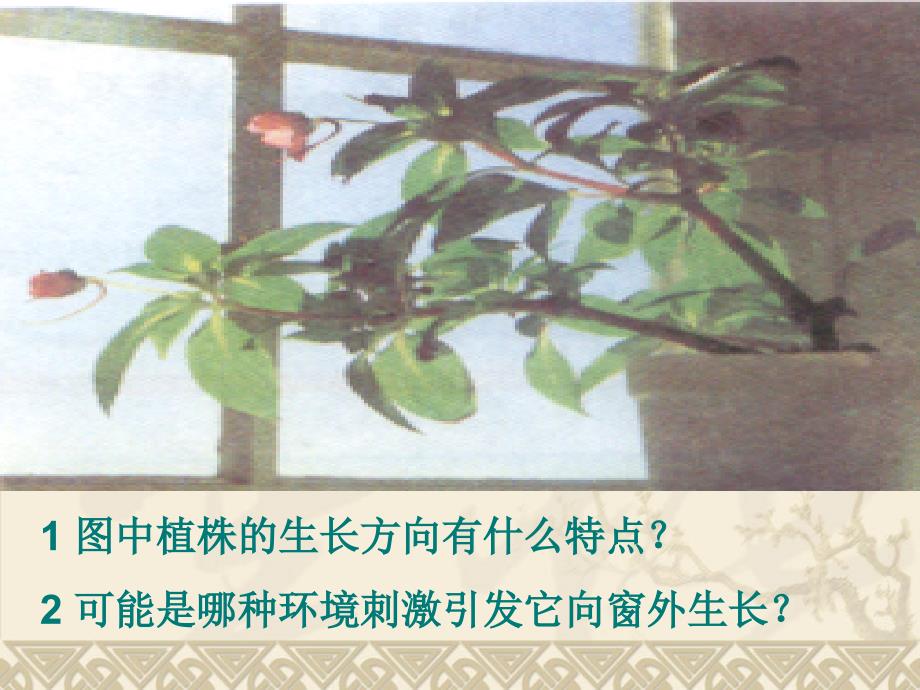 人教版教学课件植物生长素的发现a优质课比赛课件_第2页