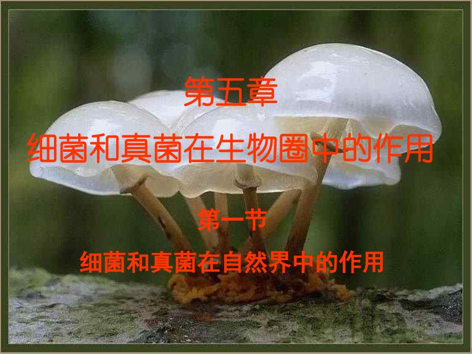 八年级生物细菌和真菌在自然界中的作用2_第3页