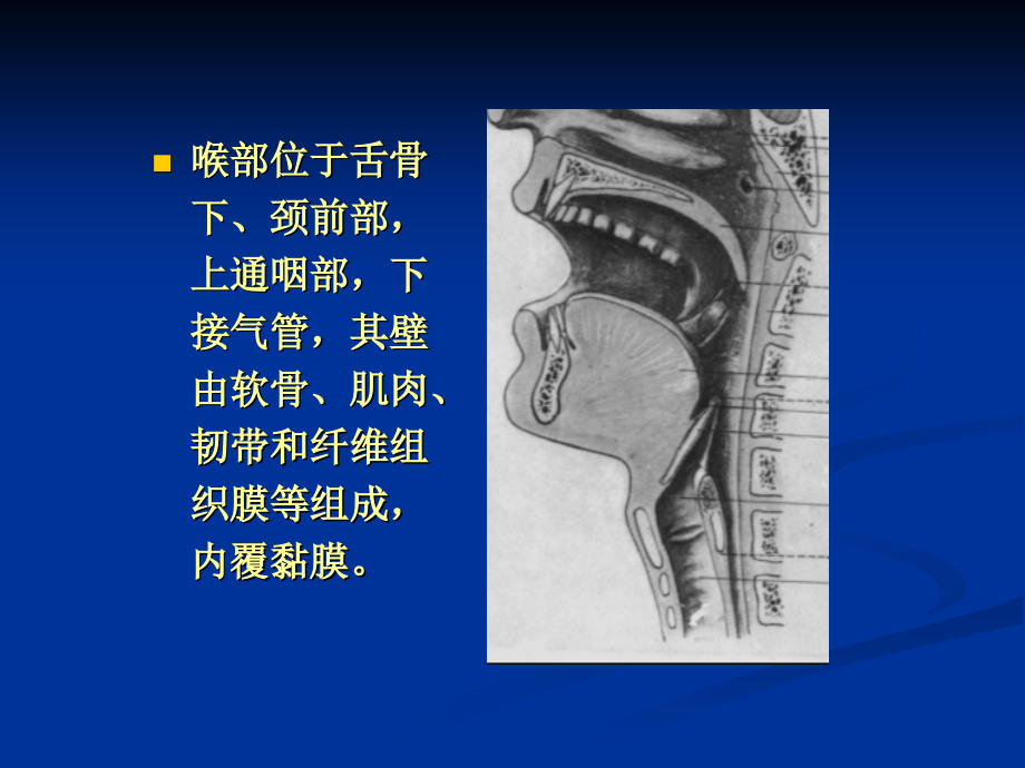 医 学 影 像 学头颈部_第4页