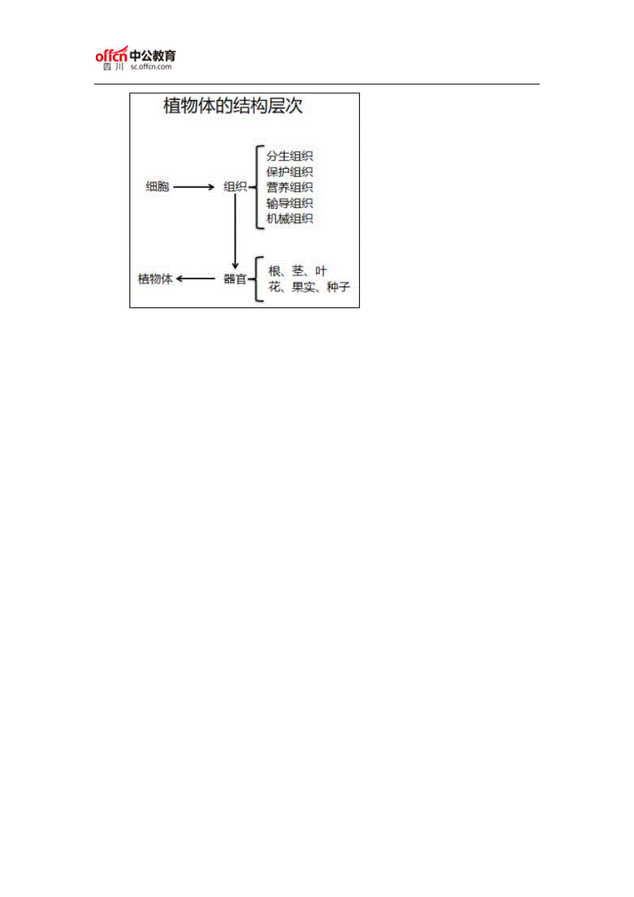 2017四川教师招聘试讲：初中生物《植物体的结构层次》_第3页