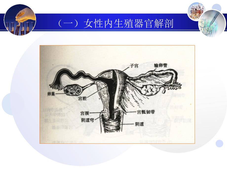 第十一章妇科超声诊断_第4页