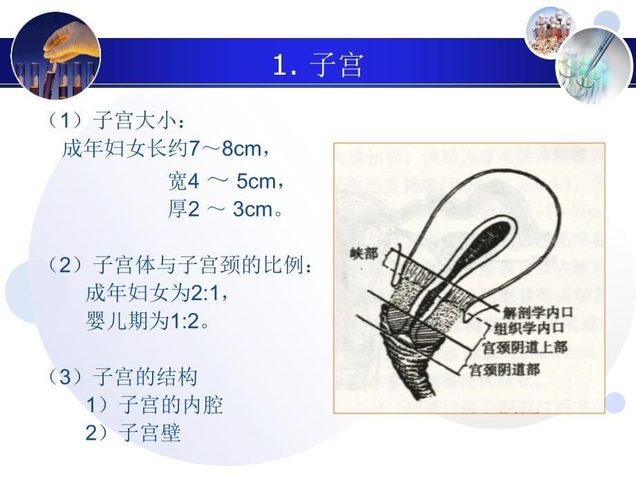 第十一章妇科超声诊断_第5页