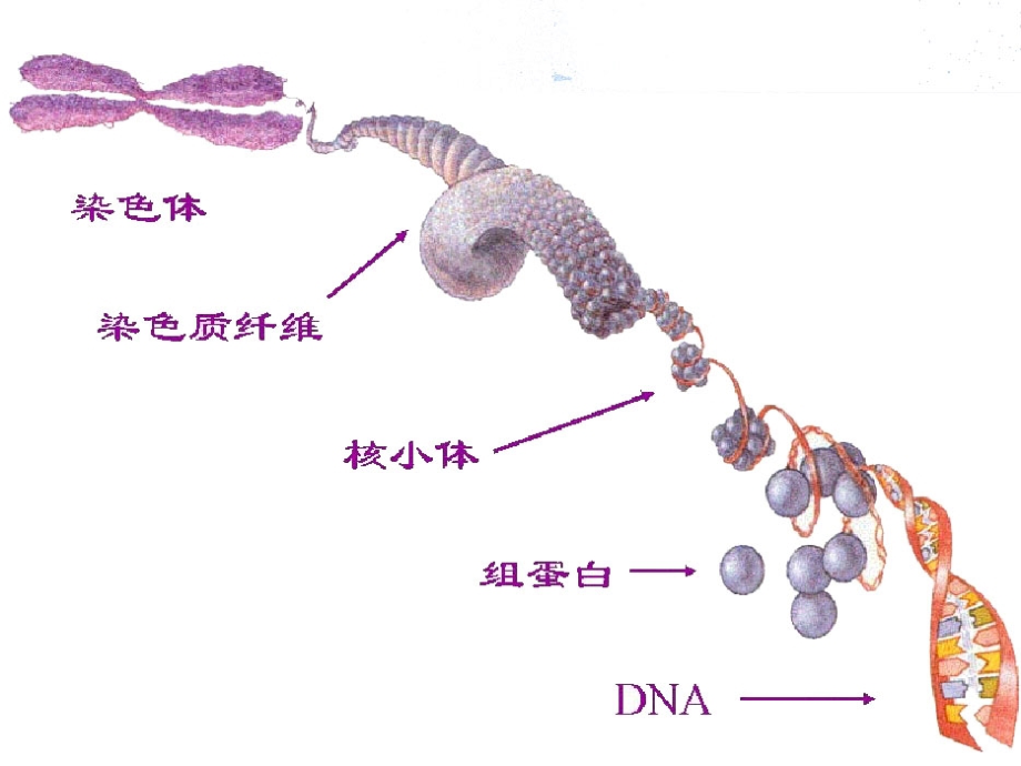 2基因研究技术之制备与检测_第4页