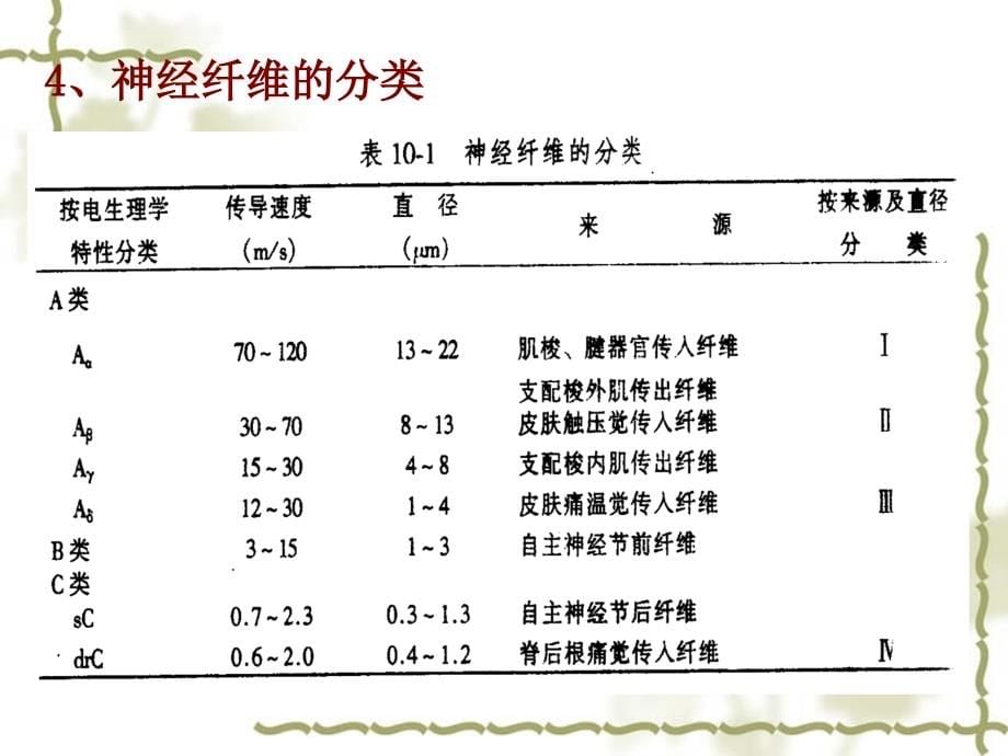 神经系统_第5页