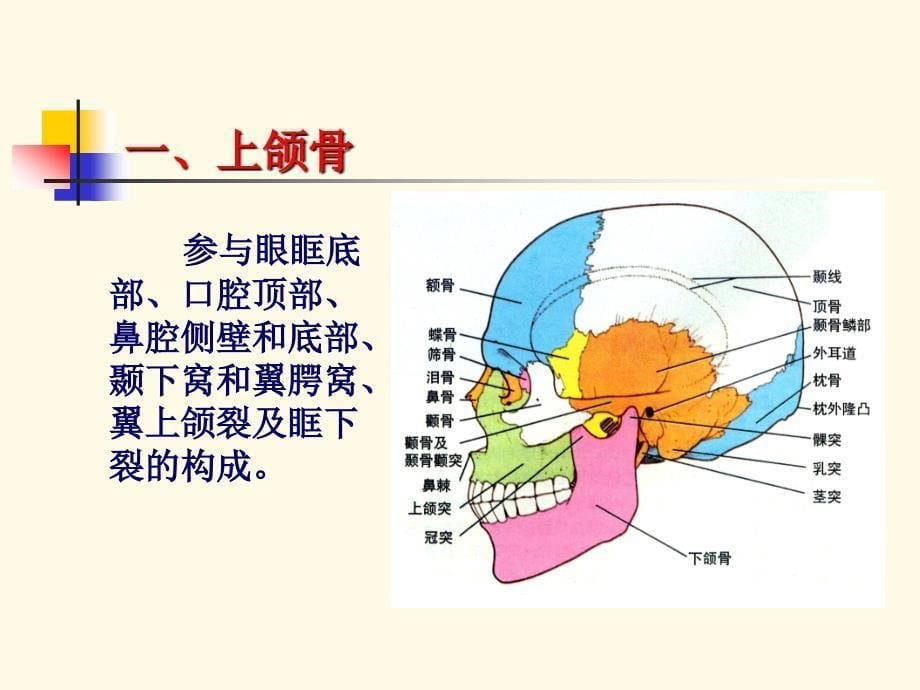口腔颌面颈部系统解剖学_第5页