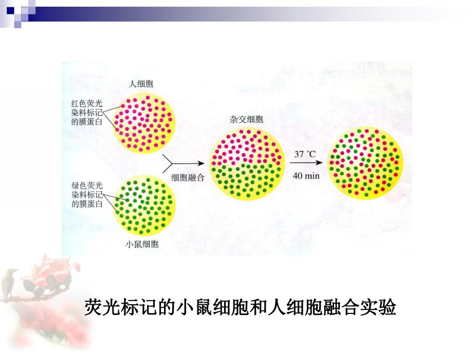 动物细胞融合和单克隆抗体_第1页