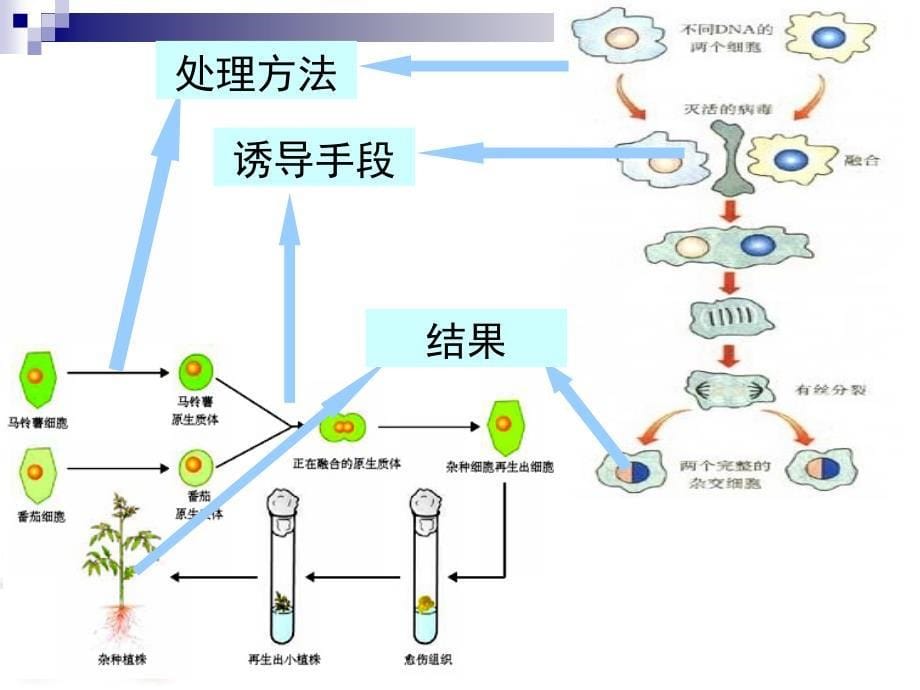 动物细胞融合和单克隆抗体_第5页