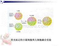 动物细胞融合和单克隆抗体