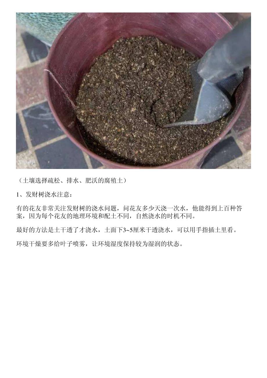 发财树都能养挂,要么你会修剪,要么你不会浇水_第2页