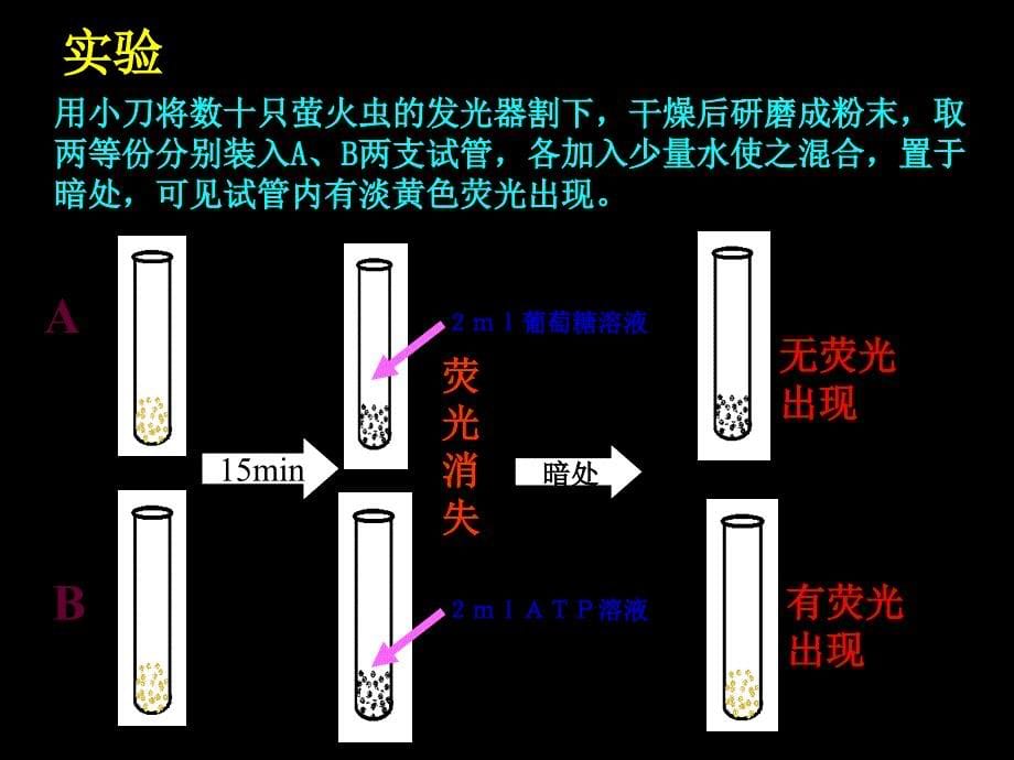 细胞的能量“通货”——atp_第5页