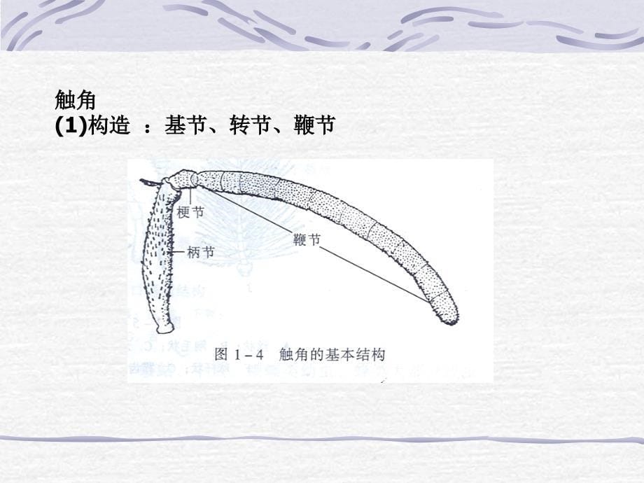 林业有害昆虫基础知识_第5页