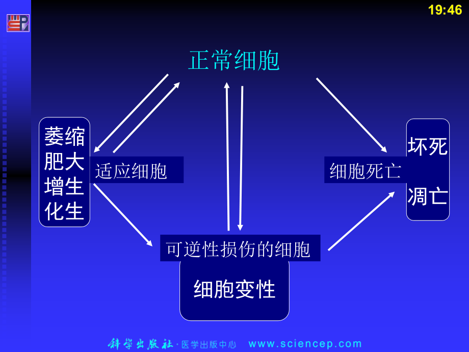 细胞和组织的适应损伤和修复(病理学基础教学课件)_第2页