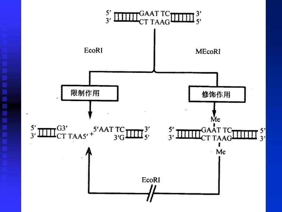 基因工程--工具酶_第5页