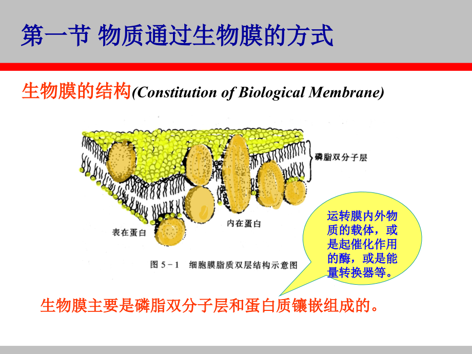 第五章 生物体内污染物质的运动过程及毒性_第2页