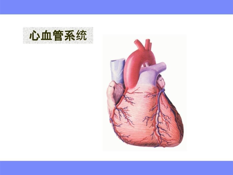 心血管系统 心脏_第5页