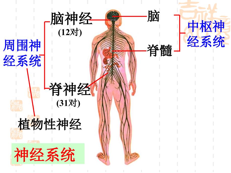 神经调节2-08_第3页