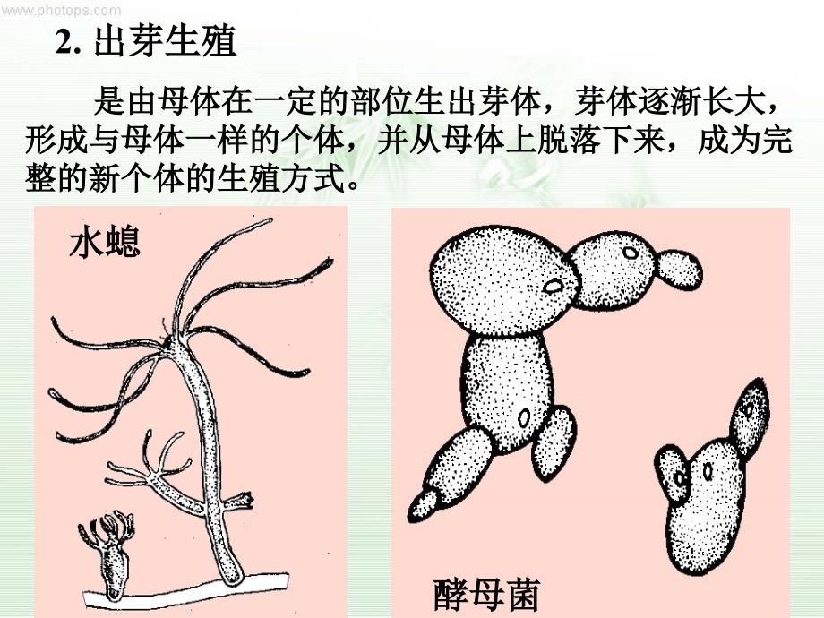 2.1减数分裂和受精作用_第4页