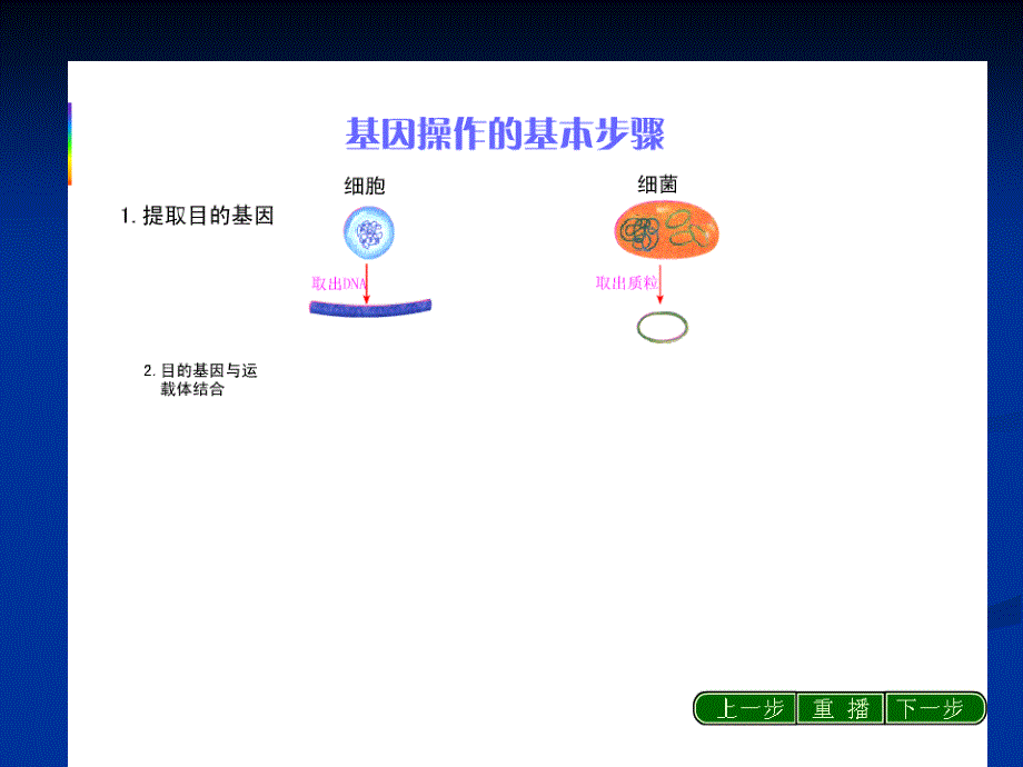 基因工程的基本操作程序ppt_第2页