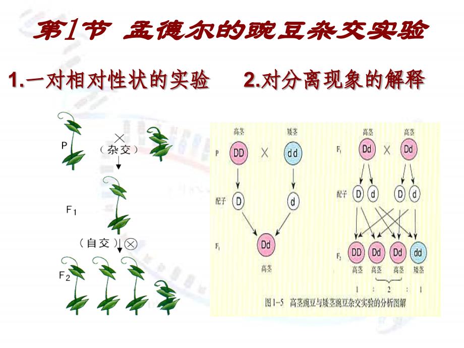 高一生物：必修2 1.1孟德尔的豌豆杂交实验_第2页