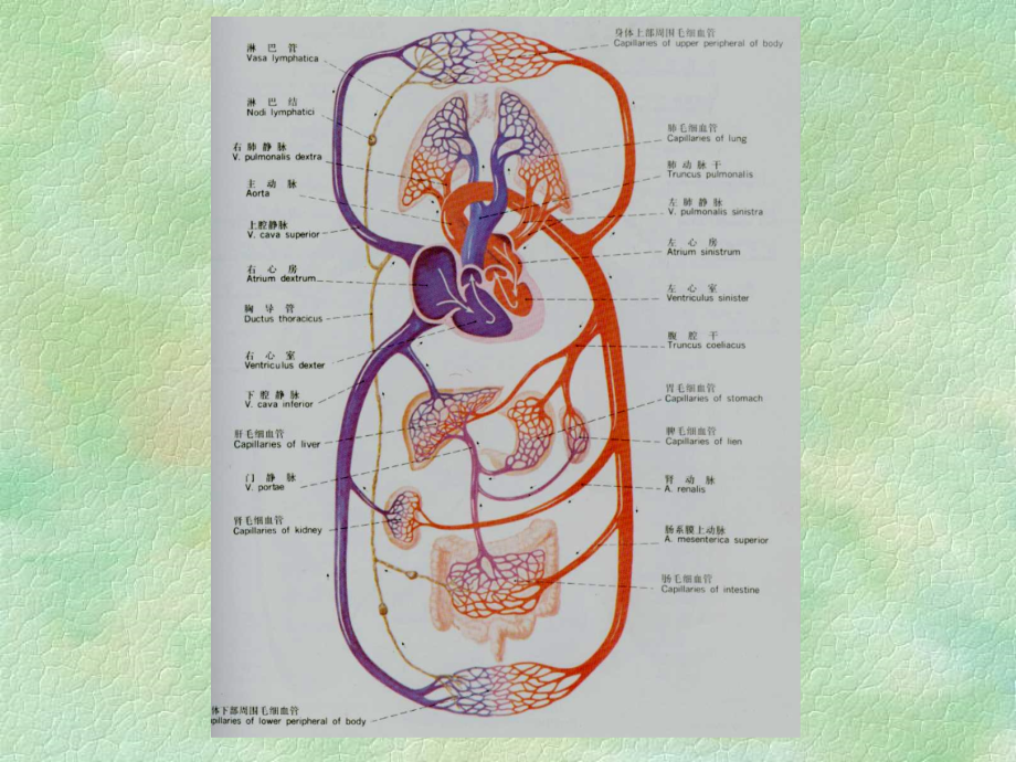 《人体解剖生理学》第六章 循环系统的结构和功能 PPT课件_第3页