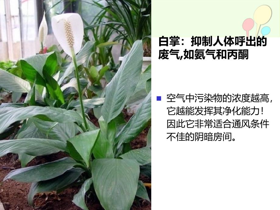 盆栽植物的功效)_第4页