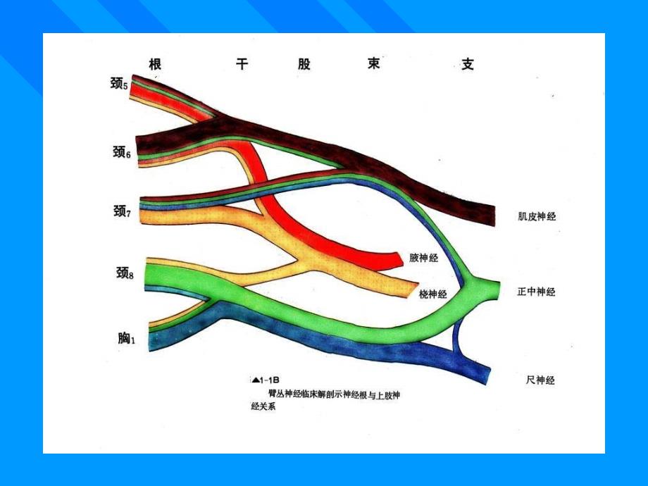 臂丛神经损伤的治疗及进展_第3页