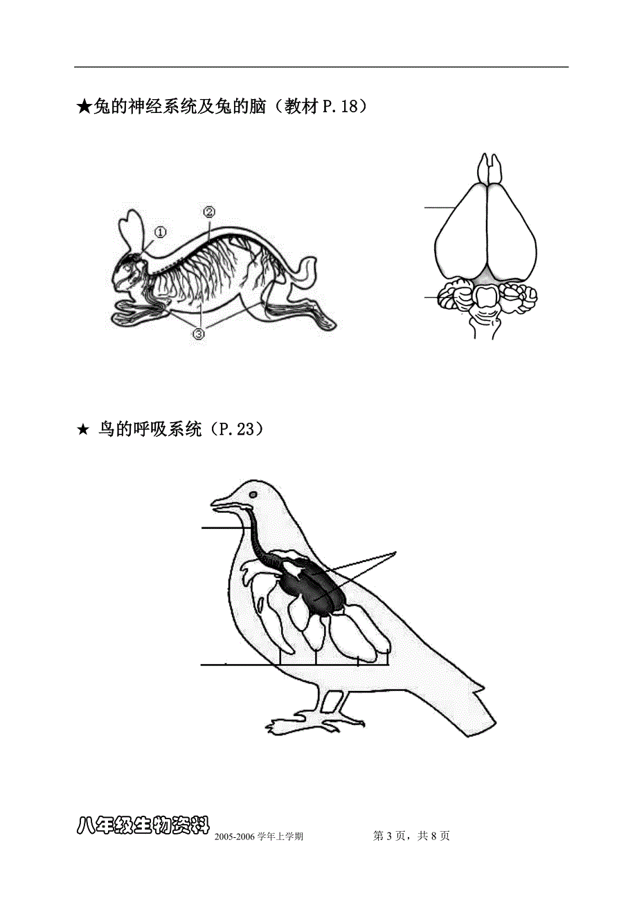 八年级上册生物总复习(重点图形汇总)_第3页