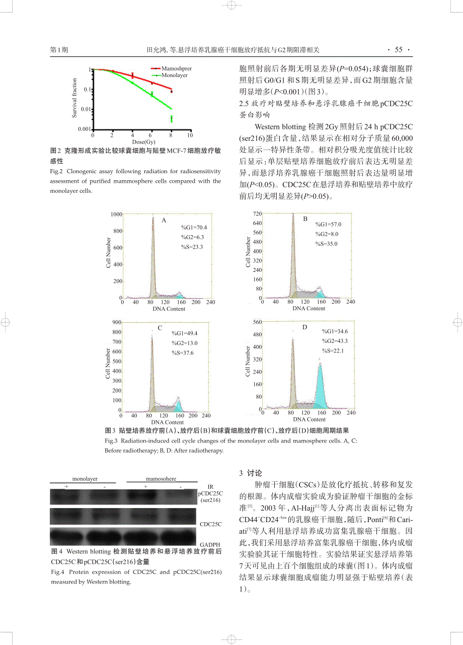 悬浮培养乳腺癌干细胞放疗抵抗与g2期阻滞相关_第3页