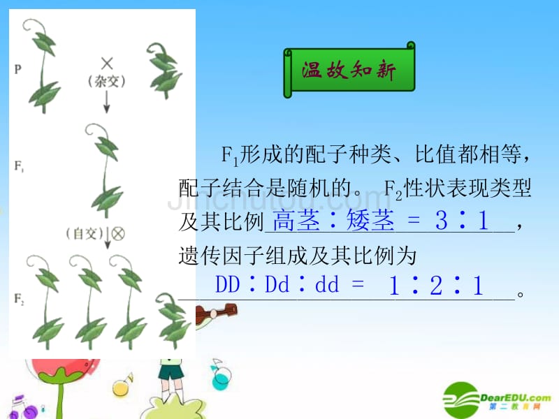 高中生物_1[1].2孟德尔的豌豆杂交实验(二)课件_新人教版必修2_第2页