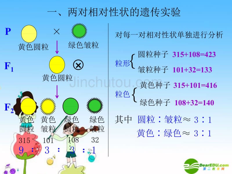 高中生物_1[1].2孟德尔的豌豆杂交实验(二)课件_新人教版必修2_第3页