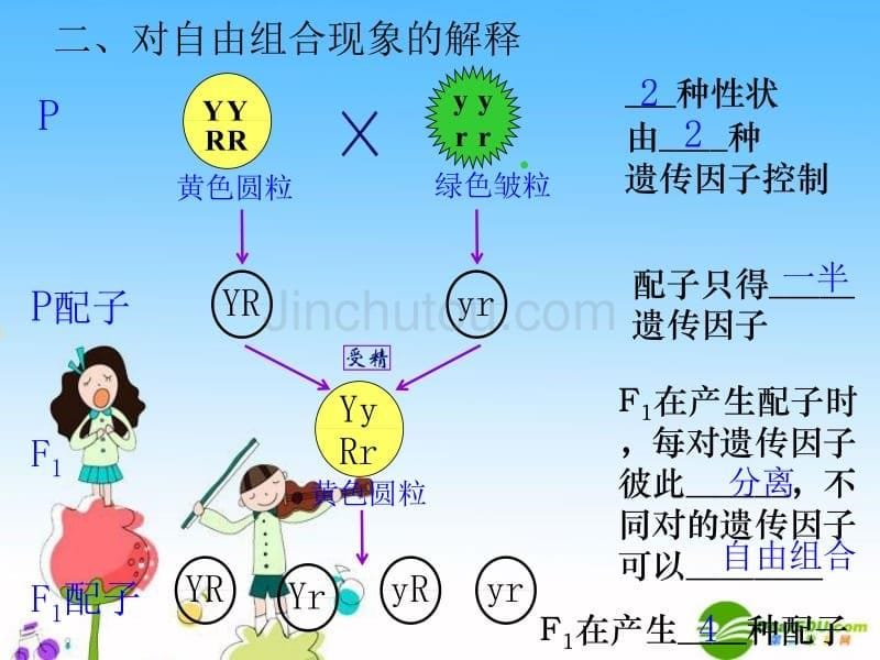 高中生物_1[1].2孟德尔的豌豆杂交实验(二)课件_新人教版必修2_第5页