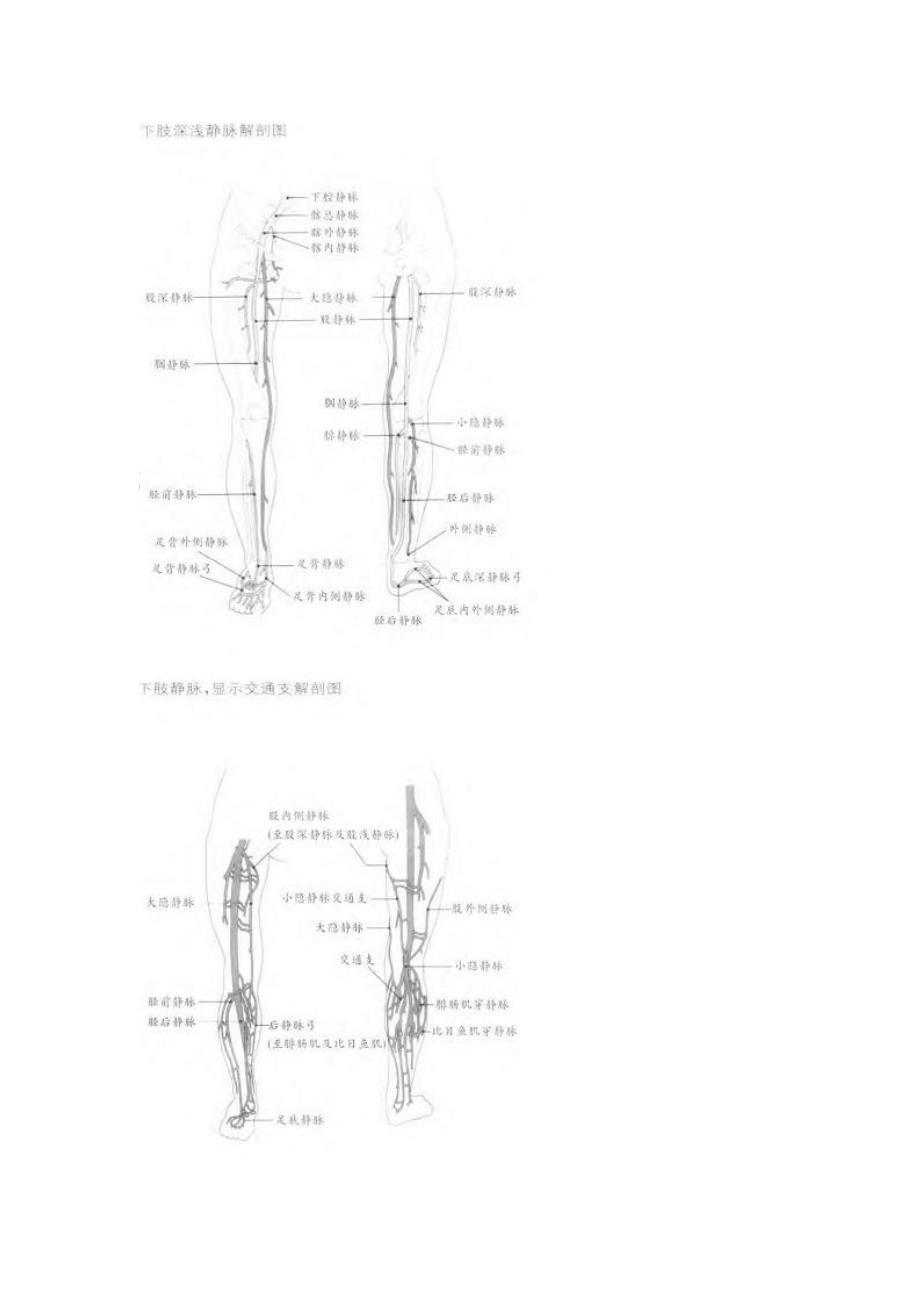 下肢血管解剖图_第1页