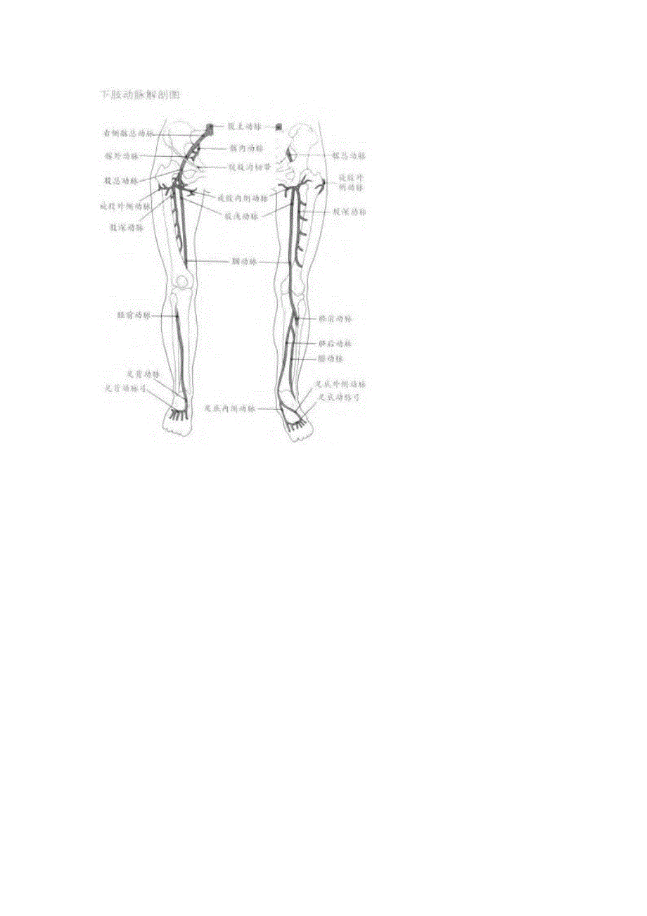 下肢血管解剖图_第2页