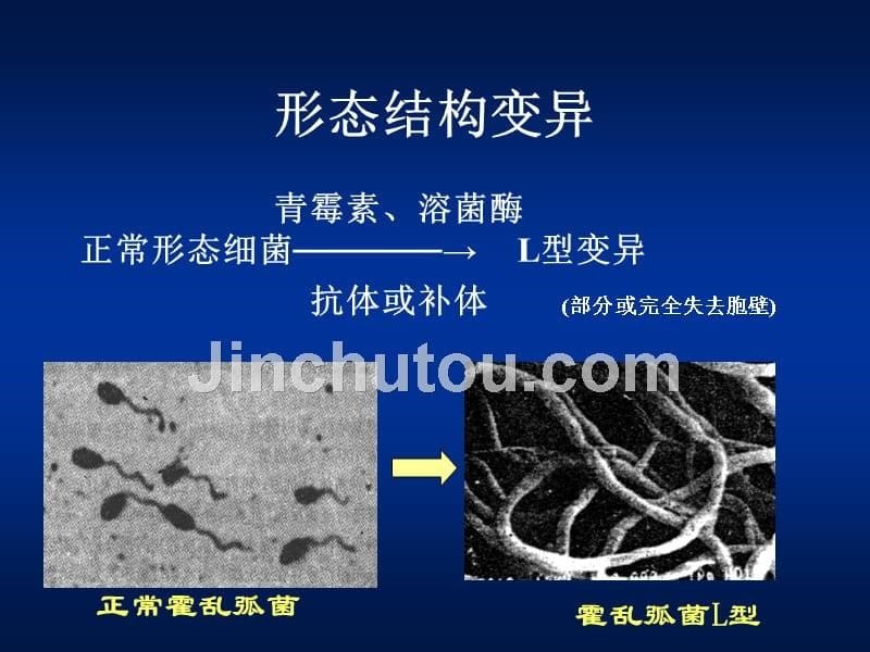 医学微生物学 第5章 细菌的遗传变异_第5页