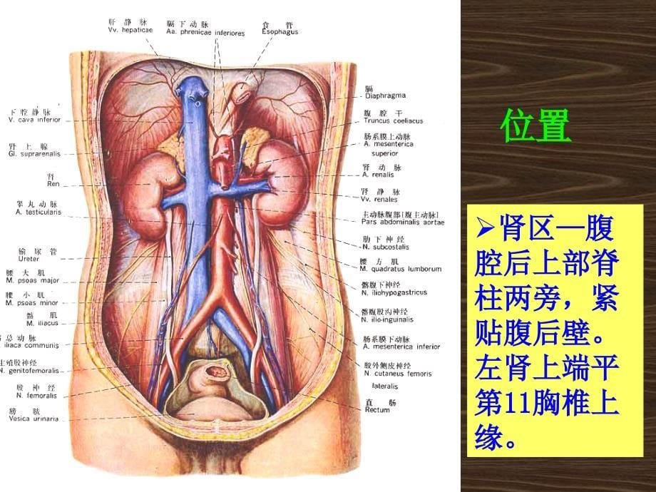运动解剖学---第九章___泌尿系统_第5页