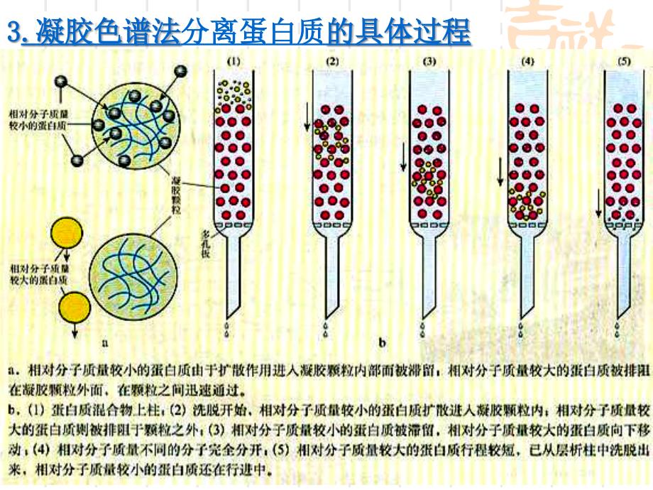 血红蛋白的提取与分离上课课件_第4页