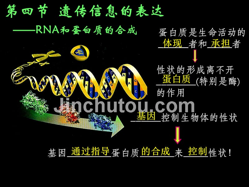 高中生物浙科版必修二 第三章 第四节 遗传信息的表达——rna和蛋白质的合成_第1页