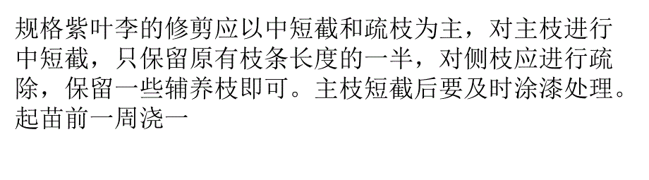 枣树苗紫叶李大苗移栽技术_第4页