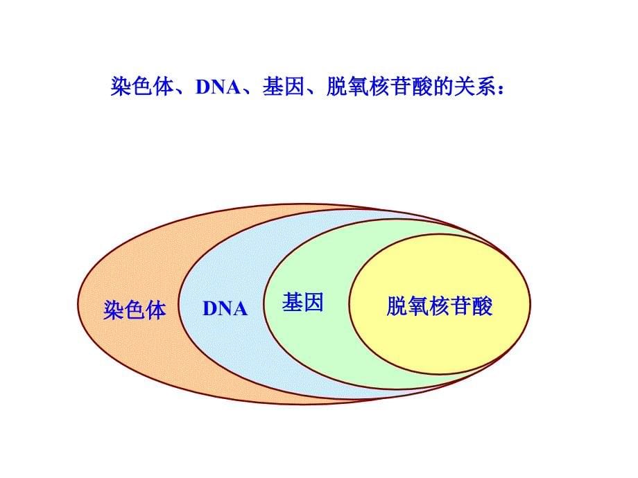 高一生物基因的表达2_第5页