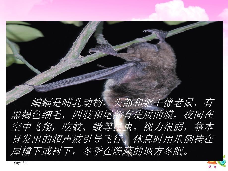 《蝙蝠和雷达》课件1_第3页