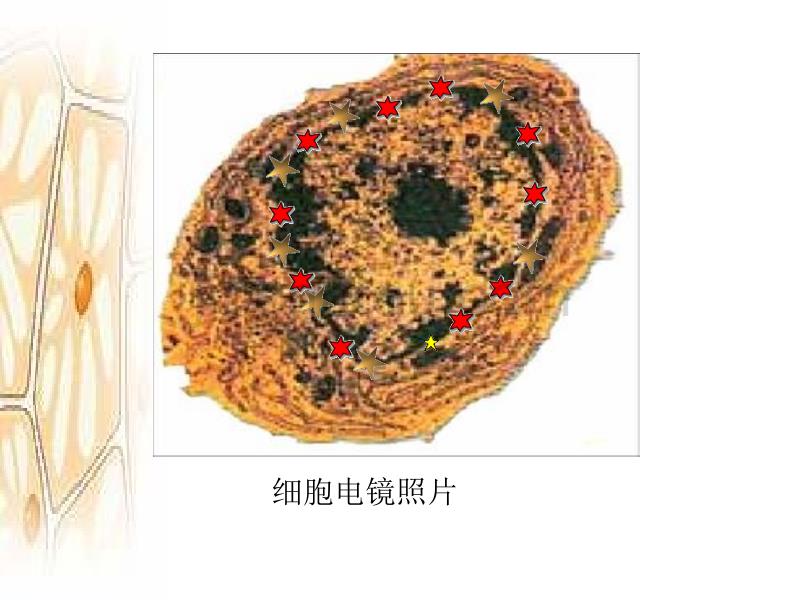 细胞核——系统的控制中心_第1页