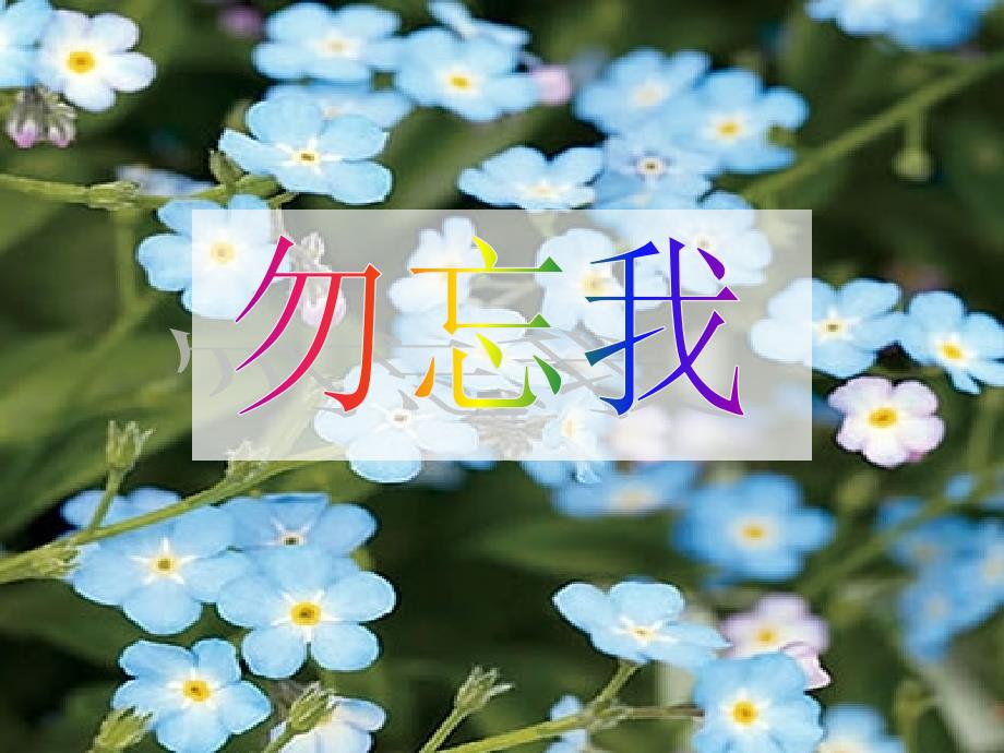 生物作业 花的种类 初一_第2页