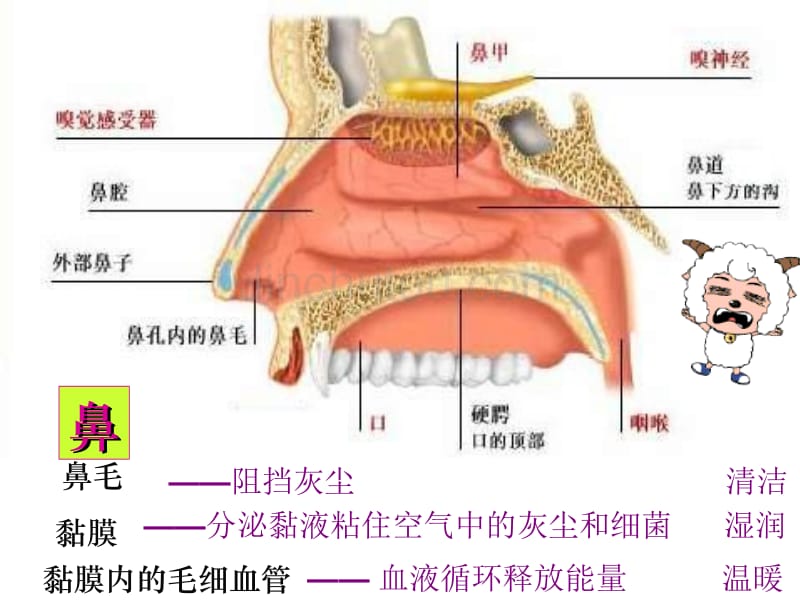 呼吸道和肺的功能_第3页