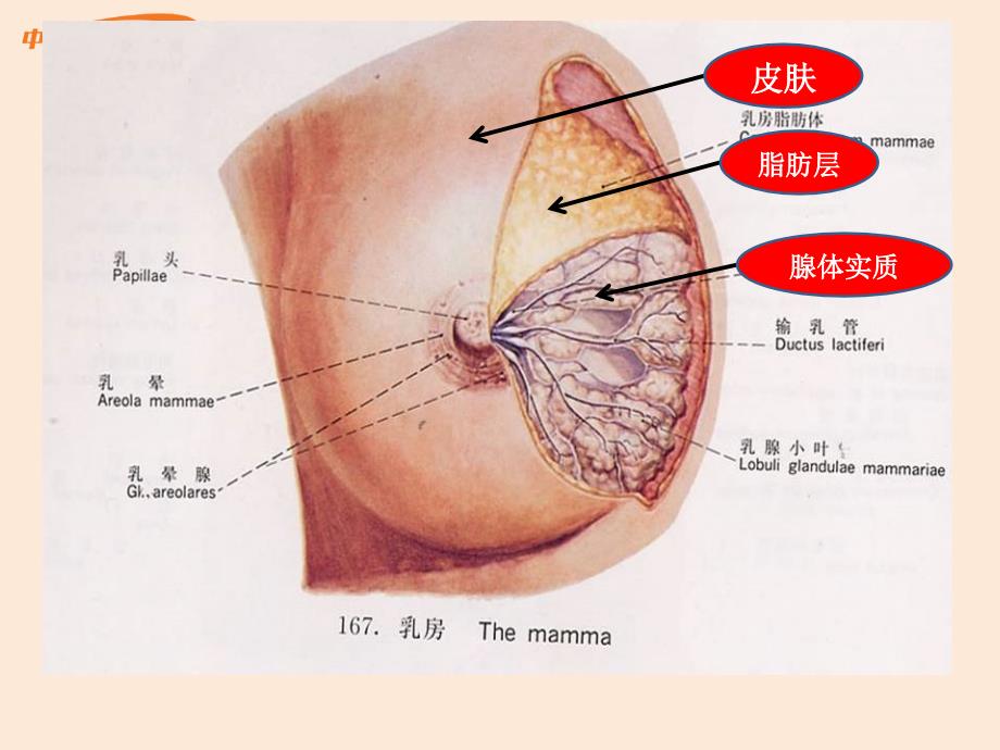 乳腺增生- 张镇鹏 -中华讲师网_第3页